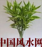 银川十二生肖养什么植物最旺财运？你知道吗！